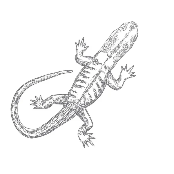 Ящерица или ящерица-геккон изолированы и нарисованы вручную. Вектор — стоковый вектор