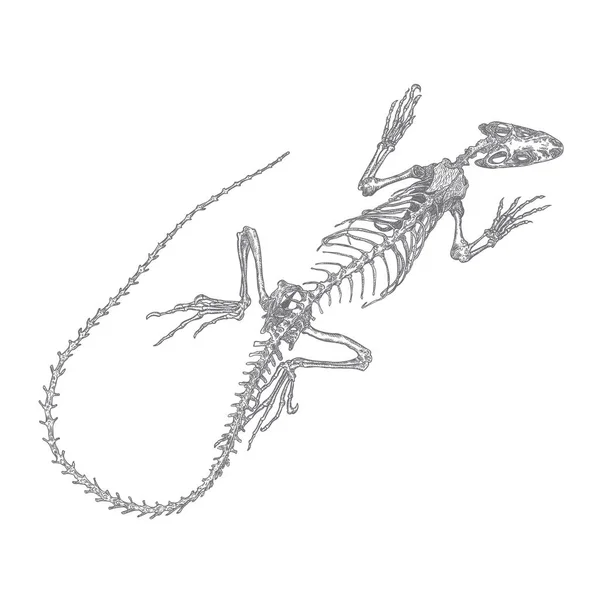 Esqueleto de lagarto iguana y cráneo. Dibujo estilizado de huesos de lagarto. esqueleto dibujado decorativo. Brujería, atributo mágico vudú. Ilustración para Halloween. Vector — Archivo Imágenes Vectoriales