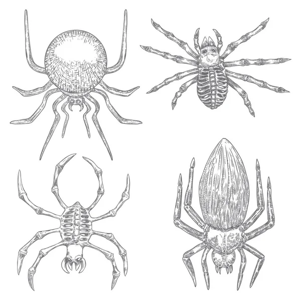 Conjunto de aranhas de perto, grandes aranhas assustadoras isoladas, inseto venenoso, fundo de aracnofobia, desenho de design de tatuagem. Bruxaria desenhada, atributo mágico do vodu. Ilustração para o Halloween. Vetor . —  Vetores de Stock