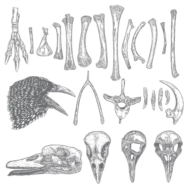 Set of bird skeleton bones and skulls for magic cult , wishbone, arm, wing, leg, spine ring, rib, claw, nail. Hand drawing. Witch and warlock sketch magician collection. Raven, crow head. Vector. — Stockvector