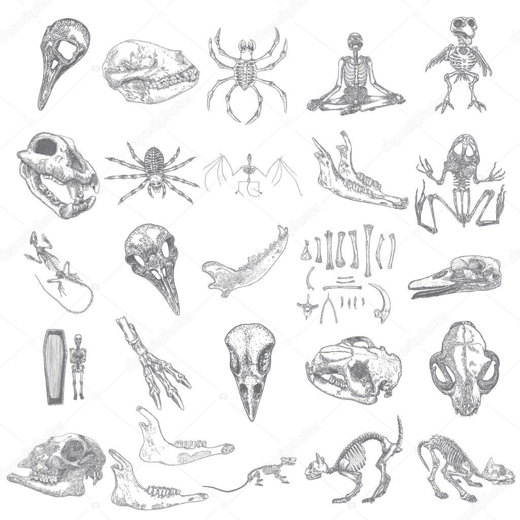 Magic animal bones design elements set. Hand drawn sketch for magician collection. Witchcraft spell symbols, bird raven, chicken, wolf or dog jaw, vampire bat, rat or mouse, spider skeleton. Vector.