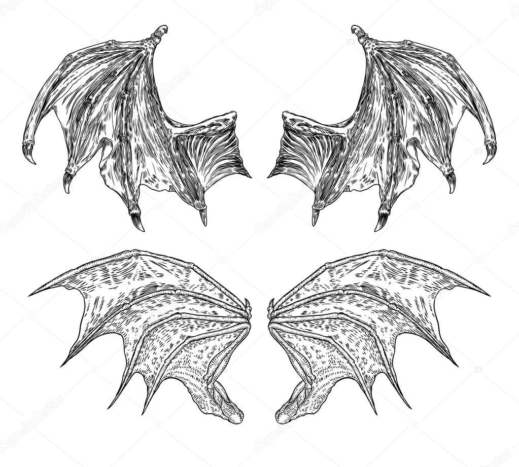 Set of hand drawn vintage etched woodcut fallen angel or vampire detailed wings. Dragon or gargoyle wings. Heraldic wings for tattoo and mascot design. Isolated sketch collection. Vector.