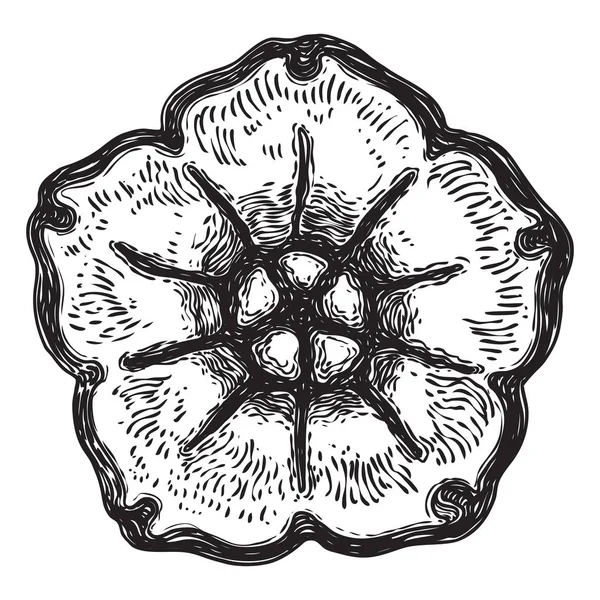 Diseño del ornamento del círculo para el patrón, flor tallada aislada en wh — Archivo Imágenes Vectoriales