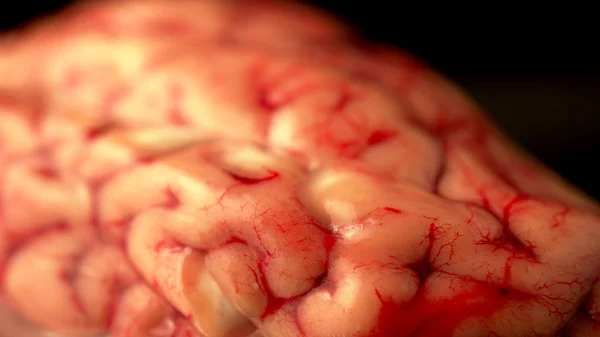 Brain, concept prop for drug and antidepressants study, psychology and psychotherapy as well as AI or Artificial Intelligence, digital brain research.  Real anatomy illustration. Extreme close up. — Stock Photo, Image