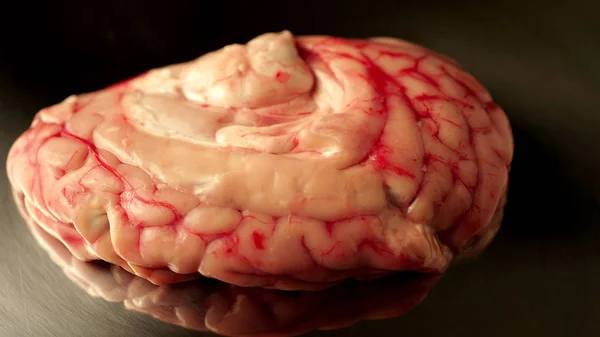 Cervello, concept prop per lo studio di farmaci e antidepressivi, psicologia e psicoterapia, nonché intelligenza artificiale o intelligenza artificiale, ricerca cerebrale digitale. Illustrazione anatomica reale. Avvicinamento estremo . — Foto Stock
