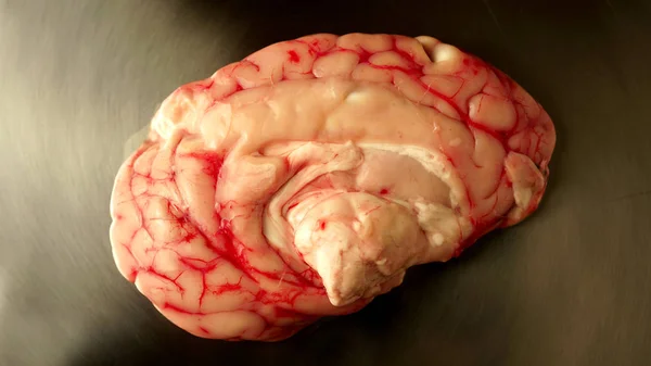 金属板の上のヤギや豚の脳、生の脳、血まみれの静脈脳はホラーハロウィーンの概念のための小道具. — ストック写真