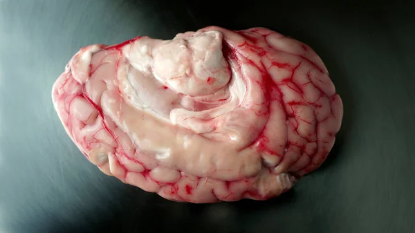 金属のステンレス鋼のテーブルプレートの血と血の静脈を持つ脳。スライム細菌ホラー映画効果の背景、ハロウィーンのための小道具。極端なクローズアップ. — ストック写真