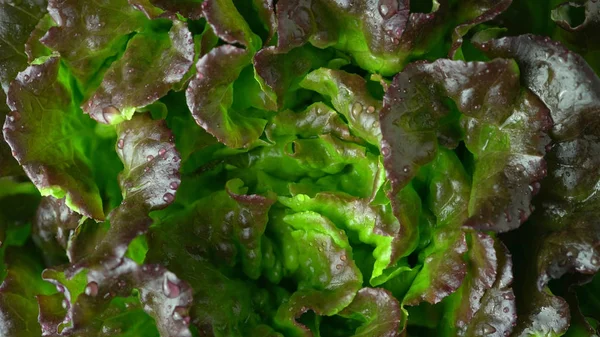 Insalata di foglie fresche croccanti verdi, rosse e bronzee spruzzata lavata dall'alto. Batavia, cavolo lattuga francese o foglia di quercia dall'alto da vicino . — Foto Stock