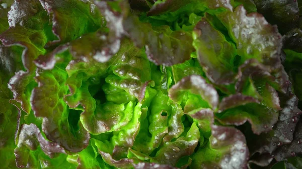 Lettuce green, red, bronze fresh crispy leaf salad sprayed washed, extreme macro close up from top. Batavia, French or Oak Leaf Lettuce cabbage from above. — Stock Photo, Image