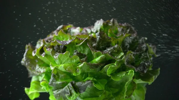 Salaatti vihreä, punainen, pronssi tuore rapea lehtisalaatti spray pestään vedellä. Batavia, ranskalainen tai Oak Leaf Salaattikaali tummalla pohjalla lähikuva . — kuvapankkivalokuva