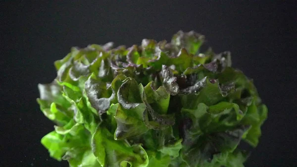 Green lettuce, with red, bronze fresh crispy leaf salad. Water droplets, close up from the side. Batavia, French or Oak Leaf Lettuce cabbage.