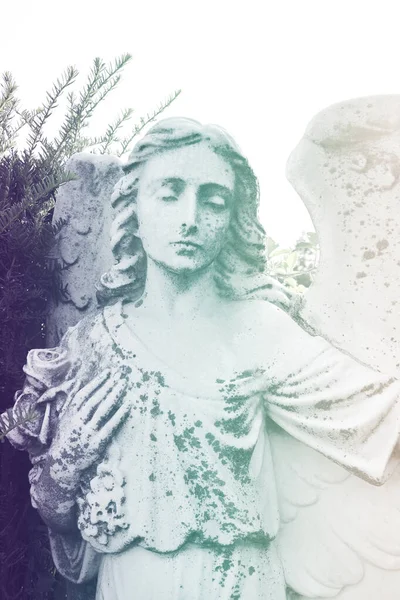 木に対して墓地のビンテージ悲しい天使と bac の葉 — ストック写真