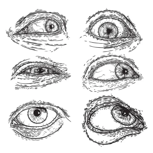 Set Menschlicher Augen Zur Gestaltung Aller Variationen Von Symbolen Des — Stockvektor