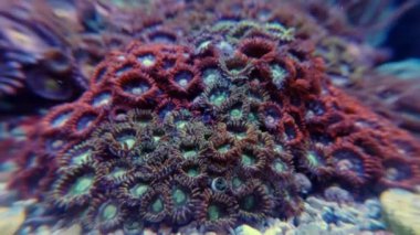 Renkli mercanlardan ve sualtı tropikal deniz otlarından oluşan manzaralı bir makro..