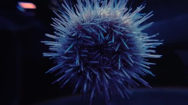 Macro close-up sobre os espinhos afiados de Sea Urchin em movimento sobre o vidro . — Vídeo de Stock
