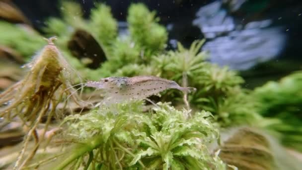 Macro close up van de levende garnalen in het water die zeewier eten. — Stockvideo