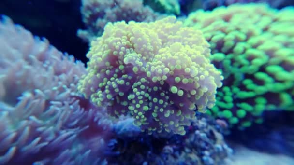 Scenic macro close up of color corals and underwater tropical exotic sea weed. — Stock Video