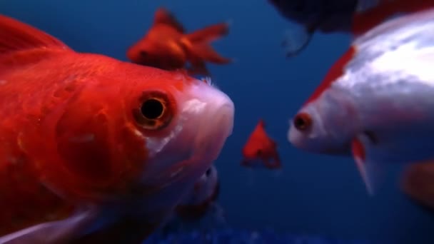 Macro gros plan de poissons rouges vivants nageant sur fond bleu. — Video