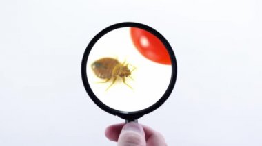 Tahtakurusu, büyüteçlere tutunup hareket ettiriyor. Tahtakurusu kan emici kaçmaya ve sürünmeye çalışır. Süper makro ve yetişkin bir Cimex Lectularius 'un detaylı çalışmaları. Son derece sinir bozucu bir böcek..