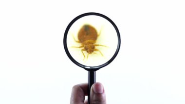 Tahtakurusu paraziti, beyaz arka planda el plazması olan büyüteç tutarak çok yakından yaklaşır. Süper makro ve kaçmaya çalışan yetişkin bir cimex lectularius yatak böceğinin detaylı incelemesi.