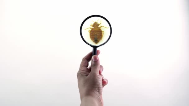 Bedbug catch on magnifying glass holding by hand and moving. Bedbug bloodsucker tries to escape and crawling. Super macro and details studies of an adult cimex lectularius. Extremely annoying insect. — Stock Video