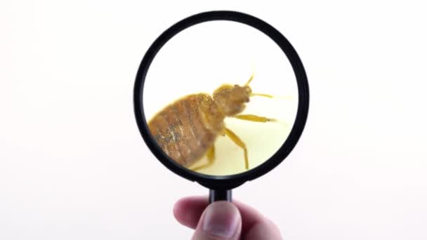 Nasty bedbug insect parasite home infestation extreme macro close up with magnifying glass holding with hand POV inspection. Concept of pest control, expert exterminator house treatments. — Stock Video