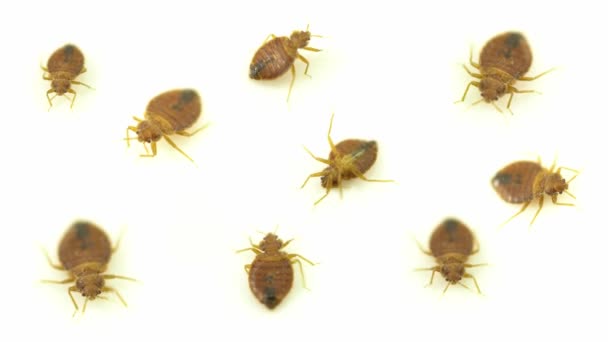 Conjunto de parasitas de insetos percevejos desagradáveis, infestação domiciliar coleção de macro close-up extremo. Conceito de controle de pragas, tratamentos especializados em casas de exterminadores. Insetos extremamente irritantes . — Vídeo de Stock