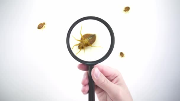 Nasty bedbug hmyz parazit domácí napadení extrémní makro zblízka s lupou držení s ruční prohlídkou POV. Koncepce ochrany proti škůdcům, odborná deratizátorová léčba. — Stock video