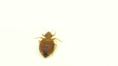 Tahtakurusu paraziti, beyaz arka plana çok yakın. Süper makro ve kaçmaya çalışan yetişkin bir cimex lectularius yatak böceğinin detaylı incelemesi.