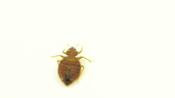 Parassita insetto cimice estremo da vicino sullo sfondo bianco. Super macro e dettagli esame di una cimex lectularius adulto cimice cercando di fuggire. — Video Stock