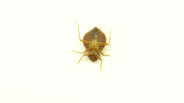 Nasty bedbug hmyz parazit domácí napadení extrémní makro zblízka inspekce. Koncepce ochrany proti škůdcům, odborná deratizátorová léčba. — Stock video