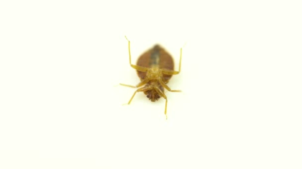 Méchant insecte punaise de lit parasite infestation à domicile macro extrême inspection de près. Concept de lutte antiparasitaire, traitement expert des maisons d'exterminateur.