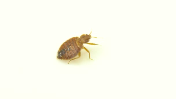 Nasty bedbug insect parasite home infestation extreme macro close up inspection. Concept of pest control, expert exterminator house treatments. — Stock Video