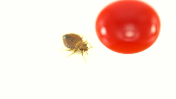Infecção doméstica parasita inseto percevejo desagradável macro extremo fechar a inspeção. Conceito de controle de pragas, tratamentos de casa exterminador especialista . — Vídeo de Stock