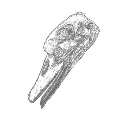 Ördek kafalı. El çizimi. Büyücülük büyüsü, okült özellik dekoratif unsur. Vektör.