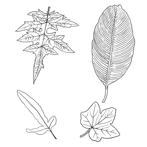 Květinové Designové Prvky Listy Větvemi Sada Domácí Zelené Trávy Větve — Stockový vektor