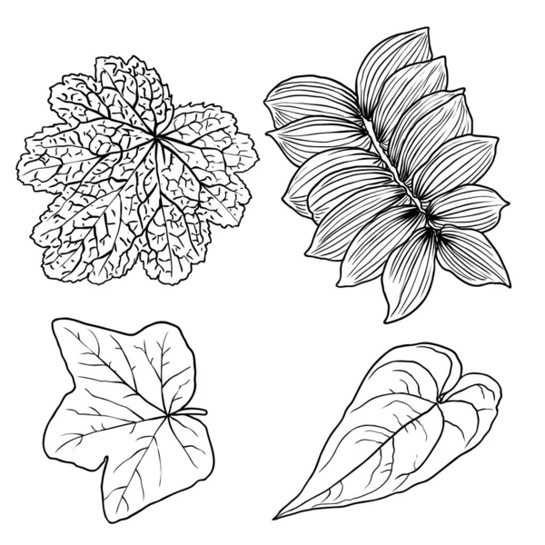 Hojas Botánicas Dibujadas Mano Ramas Helechos Domesticados Elementos Diseño Floral — Archivo Imágenes Vectoriales