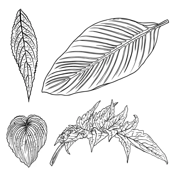 Sbírka Tropických Domácích Listů Izolované Kapradinové Prvky Bílém Pozadí Nastaveny — Stockový vektor