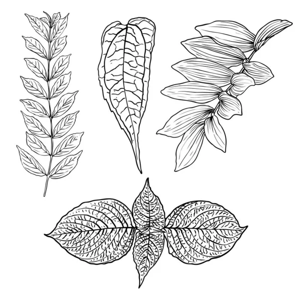 Sbírka Tropických Domácích Listů Izolované Kapradinové Prvky Bílém Pozadí Nastaveny — Stockový vektor