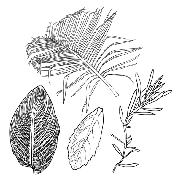 Ręcznie Rysowane Liście Botaniczne Gałęzie Paproć Domowe Elementy Dekoracji Kwiatowej — Wektor stockowy