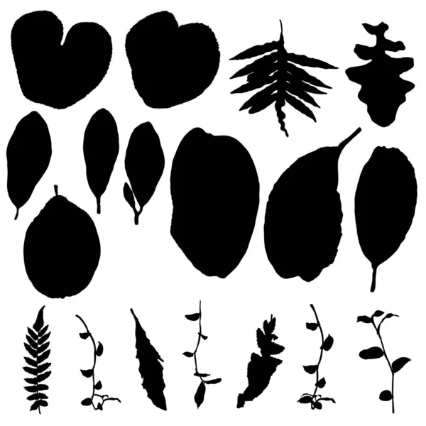 Чорне Різноманітне Лісове Листя Ізольовані Гілки Дерева Трави Листя Або — стоковий вектор