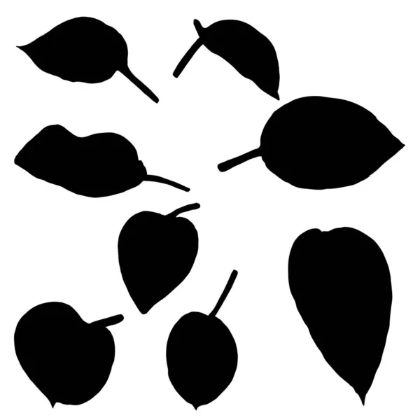 黑色的各种森林落叶 独立的树枝和草本植物叶或树叶的轮廓 由真正的活体植物制成 — 图库矢量图片