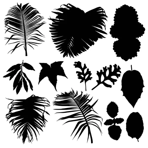 Μαύρο Διάφορα Φύλλα Τροπικής Ζούγκλας Που Μεμονωμένα Κλαδιά Φοινικόδεντρων Και — Διανυσματικό Αρχείο