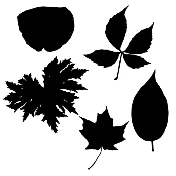 黒い様々な森林の葉が設定されます 孤立した木の枝やハーブの葉や葉のシルエット 本物の植物で作られた ベクトル — ストックベクタ