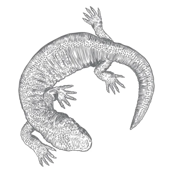 Lizard Gecko Lizard Isolated Hand Drawn Vector — Stock Vector