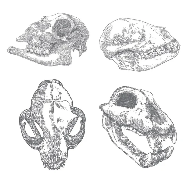 Conjunto Cráneos Animales Grabado Mano Cabezas Dibujo Perro Lobo Depredadores — Archivo Imágenes Vectoriales