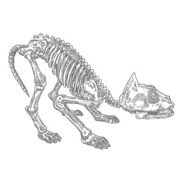Caveira Predador Gato Morto Animal Gravura Mão Desenho Cabeça Crânio — Vetor de Stock
