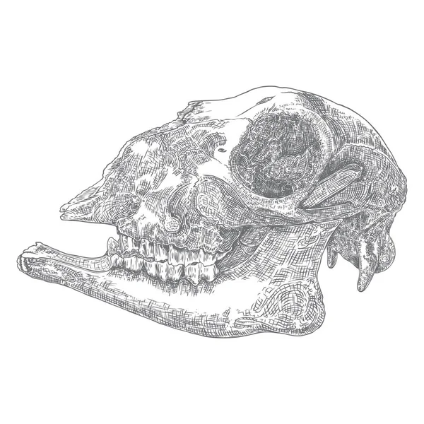 ヤギや羊の農場の動物の頭蓋骨 死んだ動物の彫刻手頭の頭蓋骨を描く スケッチBooスタイルの入れ墨 ベクトル — ストックベクタ