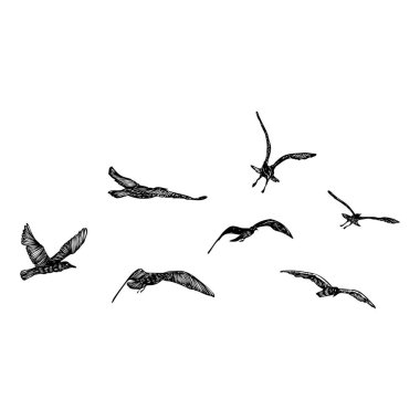 Bir grup martı kuşu, denizci dövmesi taslağı. Beyaz arka planda uçan martı siluetinin siyah vuruşu. Denizci takımı. Sürüdeki su kuşlarının farklı şekillerde çizimleri. Vektör.