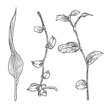 Çiçek tasarım elementleri. Dallarla ayrılır. Yeşillik çimenler, ev bitkisi dalları. Vektör.